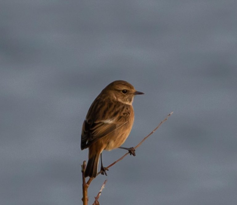 Décoder le WHOIS : Le Secret pour Vérifier la Légitimité d&rsquo;un Site Web