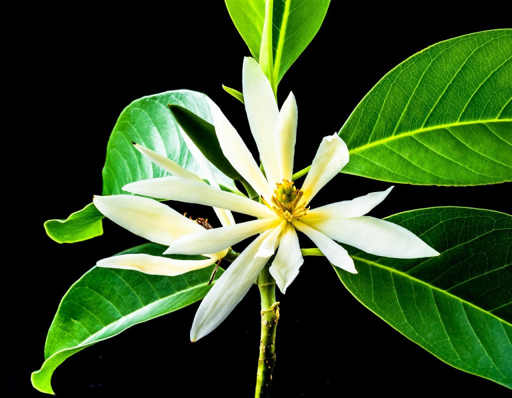 Acheter en ligne à l&rsquo;étranger : le guide complet pour éviter les pièges