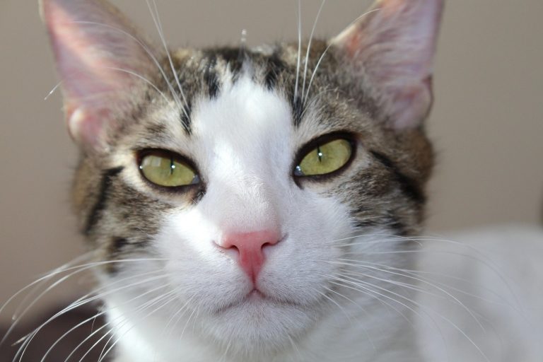 Licenciement d&rsquo;une femme enceinte en période d’essai : ce que dit la justice face à ce dilemme délicat