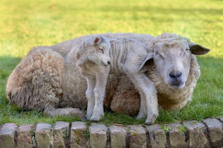 Hannah Neeleman, maman de 8 enfants, ouvre les portes de sa vie à la ferme en mode &lsquo;tradwife&rsquo; avant l&rsquo;arrivée inédite de la Ballerina Far